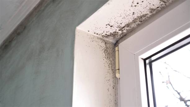 Professional Mold Inspection, Removal & Remediation in Berkeley, MO